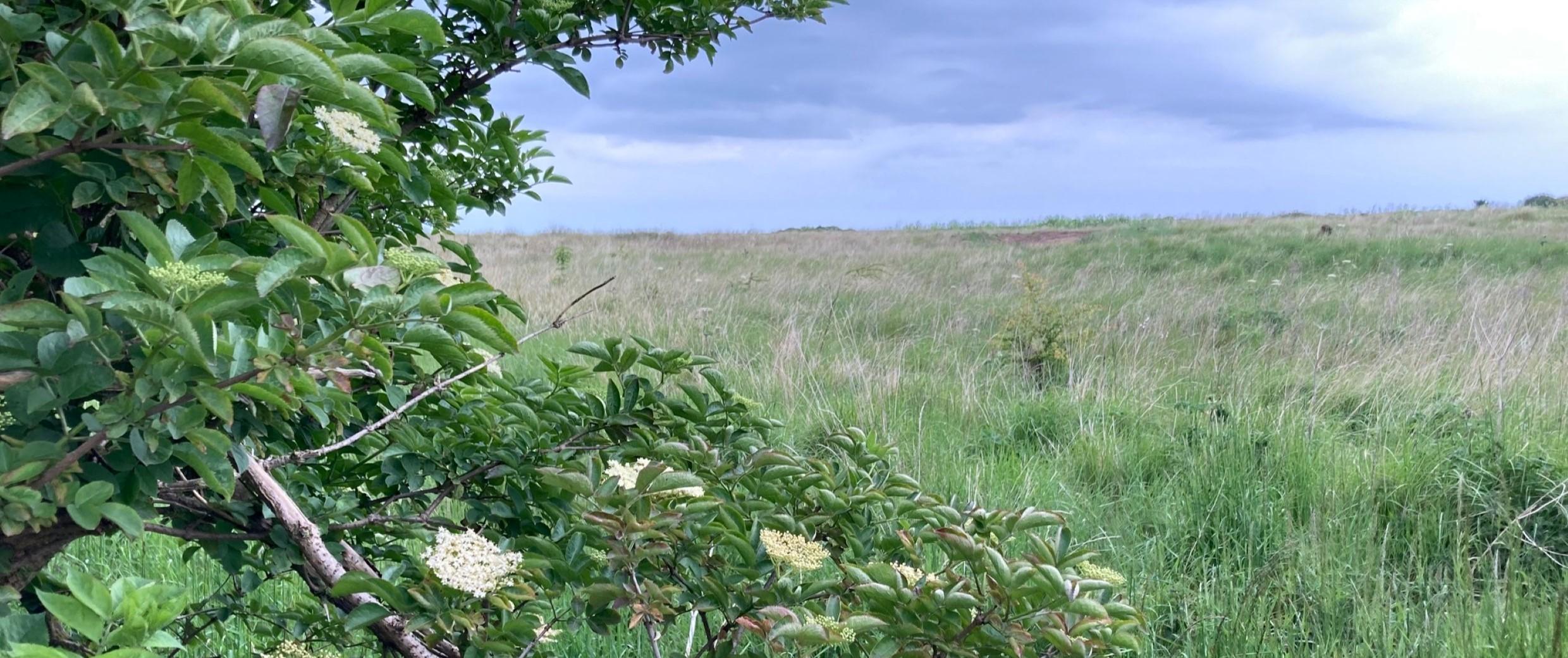 Countryside view